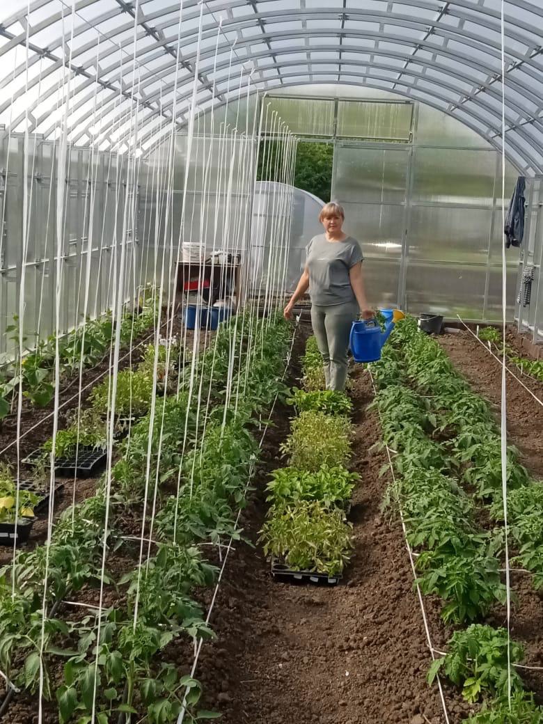 Социальный контракт помог жительнице Корочанского района заняться своим делом по выращиванию фермерских овощей в теплице.
