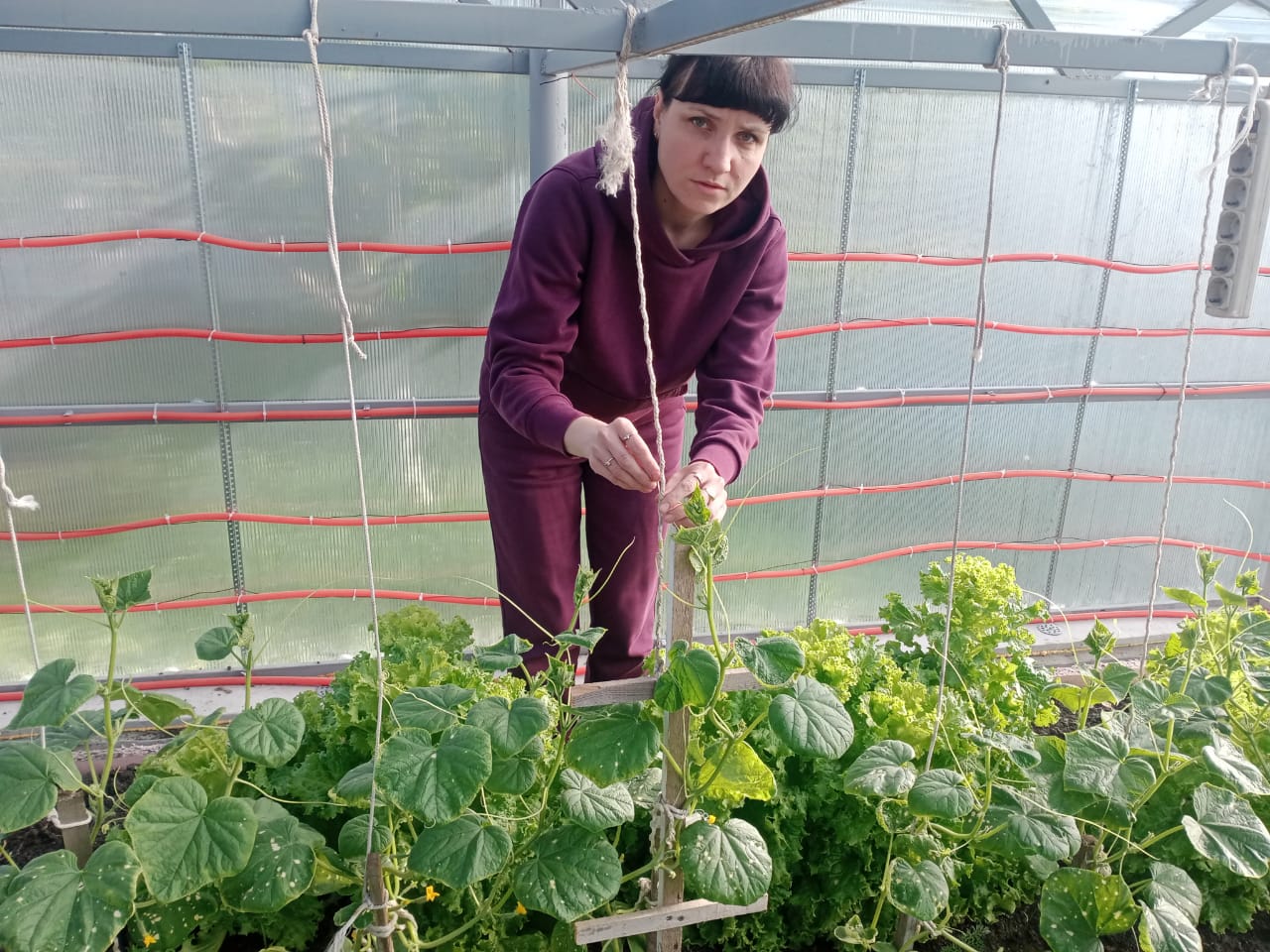 Участница «Социального контракта» построила теплицу для выращивания овощей.