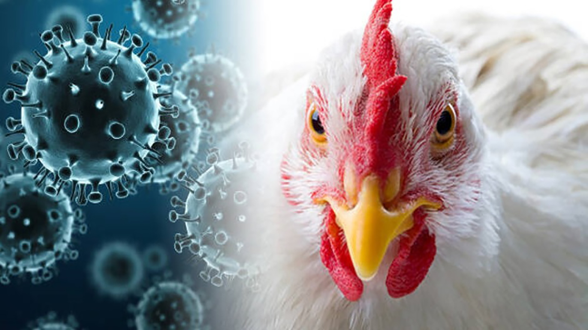 Министерство сельского хозяйства информирует о возрастании рисков ухудшения эпизоотической ситуации по высокопатогенному гриппу птиц на территории Российской Федерации.