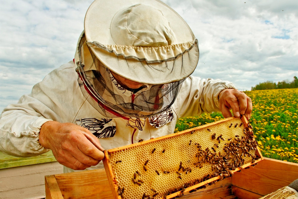 Корочанские пчеловоды подвели итоги 2022 года