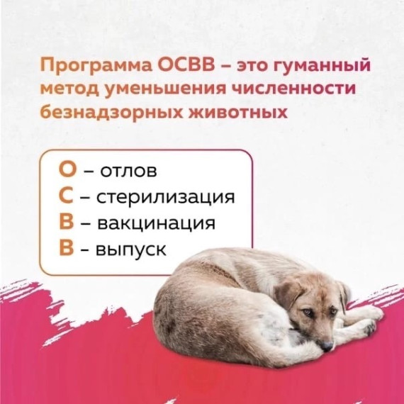 ОСВВ (Отлов - Стерилизация - Вакцинация - Возврат) это эффективный метод снижения численности безнадзорных животных. ОСВВ (Отлов - Стерилизация - Вакцинация - Возврат) это эффективный метод снижения численности безнадзорных животных.