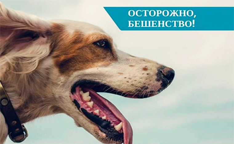 Бешенство опасно!!!. Бешенство опасно!!!.